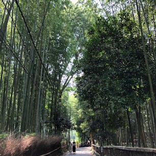 竹林の道
竹林に癒された