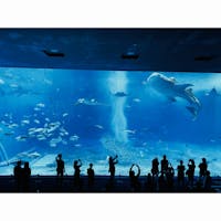 美ら海水族館 in Okinawa #20200215
