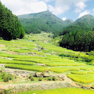 #愛知#新城
#四谷の千枚田
#夏
#日本の風物詩 
#日本の棚田百選

夏になると、田んぼの生い茂った緑とセミの音色・川のせせらぎが同時に聞こえるとても魅力的な場所です。
日本を感じられる場所(^^)