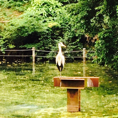 井の頭恩賜公園