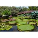 21年 草津市立水生植物公園 みずの森 はどんなところ 周辺のみどころ 人気スポットも紹介します