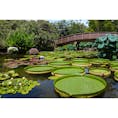 滋賀県
〜草津市立水生植物公園みずの森〜
パラグアイオニバスがたくさん
水面に浮かんでいます。
このハスは30キロ位の子供なら
上に乗ることが出来るんです！
この場所でもイベントで
乗せてくれる日があるみたいですよ！