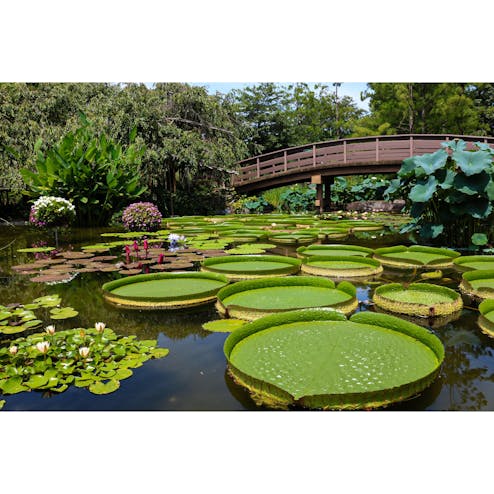 草津市立水生植物公園 みずの森の投稿写真 感想 みどころ 滋賀県 草津市立水生植物公園みずの森 パラグアイオニバス トリップノート 草津市立水生植物公園 みずの森の投稿写真 感想 みどころ 滋賀県 草津市立水生植物公園みずの森 パラグアイオニバス トリップノート