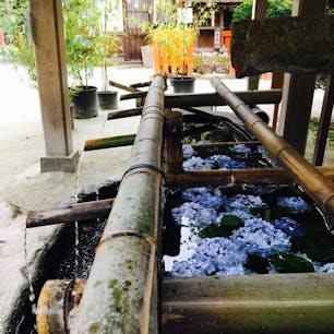 京都　上賀茂神社の花手水