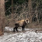去年5月
群馬県みなかみ町にて
日本カモシカと遭遇。
