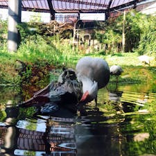 #新潟県 #佐渡島 #トキの森公園 #トキ