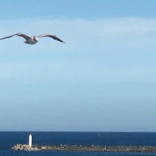 太陽に向かう海猫の１シーン前