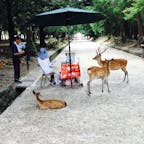 奈良公園の鹿　鹿せんべいが売れるのをジッと待っています。