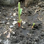 ①「我が家でバナナを植える」私の人生でやり遂げたい事の一つで、バナナを植えてそれを育て、食べる事でした。
それを決意したのが17才の高校生の時の修学旅行の別府地獄めぐりで見たバナナでした。
それから幾度も挑戦しますが冬が越せませんでした。

写真はフィリピンで我が家に植えたバナナの芽です。
②に続く


#フィリピン　#サント船長の写真