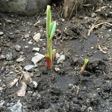①「我が家でバナナを植える」私の人生でやり遂げたい事の一つで、バナナを植えてそれを育て、食べる事でした。
それを決意したのが17才の高校生の時の修学旅行の別府地獄めぐりで見たバナナでした。
それから幾度も挑戦しますが冬が越せませんでした。

写真はフィリピンで我が家に植えたバナナの芽です。
②に続く


#フィリピン　#サント船長の写真