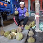 皆さんは果物の王様と言われる、ドリアンは聞いた事は有るが、どの様な状態で実は成るのか、ご存知ですか？
フィリピンはミンダナオ島の山の中で隔離されて栽培されます。ドリアンは街中では栽培は禁じられています。
それはあの硬いイガイガなんです。
重たいドリアンが落ちて頭に当たると先ず人間は怪我をするか、死にますね、その為、危険な果物として隔離されて栽培されています。

写真のドリアン日本で買えば一個2kg有れば7千円はします、
でもね、ミンダナオ島でシーズンなら2kgで100円以内で買えますが、マニラならシーズン外なら350円です、
僕は良く買いました、大好きです、
「臭いが」そんなの関係有りませんよ(笑)

#フィリピン　#サント船長の写真