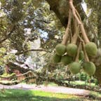 コレはドリアンのまだ子です、沢山出来ますが、成長するのは此の中の一個です。また木の幹とか太い枝に実は乗り、手が届く所にも実は出来ます。

#フィリピン　#サント船長の写真