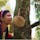 コレは作り物で無く本物のドリアンですが可成り小降りですね。木から直接実が成ります。
生まれて初めて見ましたよ👍

#フィリピン　#サント船長の写真