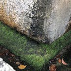 藤の森神社の手水舎の苔むした土台の石が石川五右衛門が宇治川の浮き島の十三重塔の上から盗んだ五番目の傘石です。

#京都　#石川五右衛門　#サント船長の写真