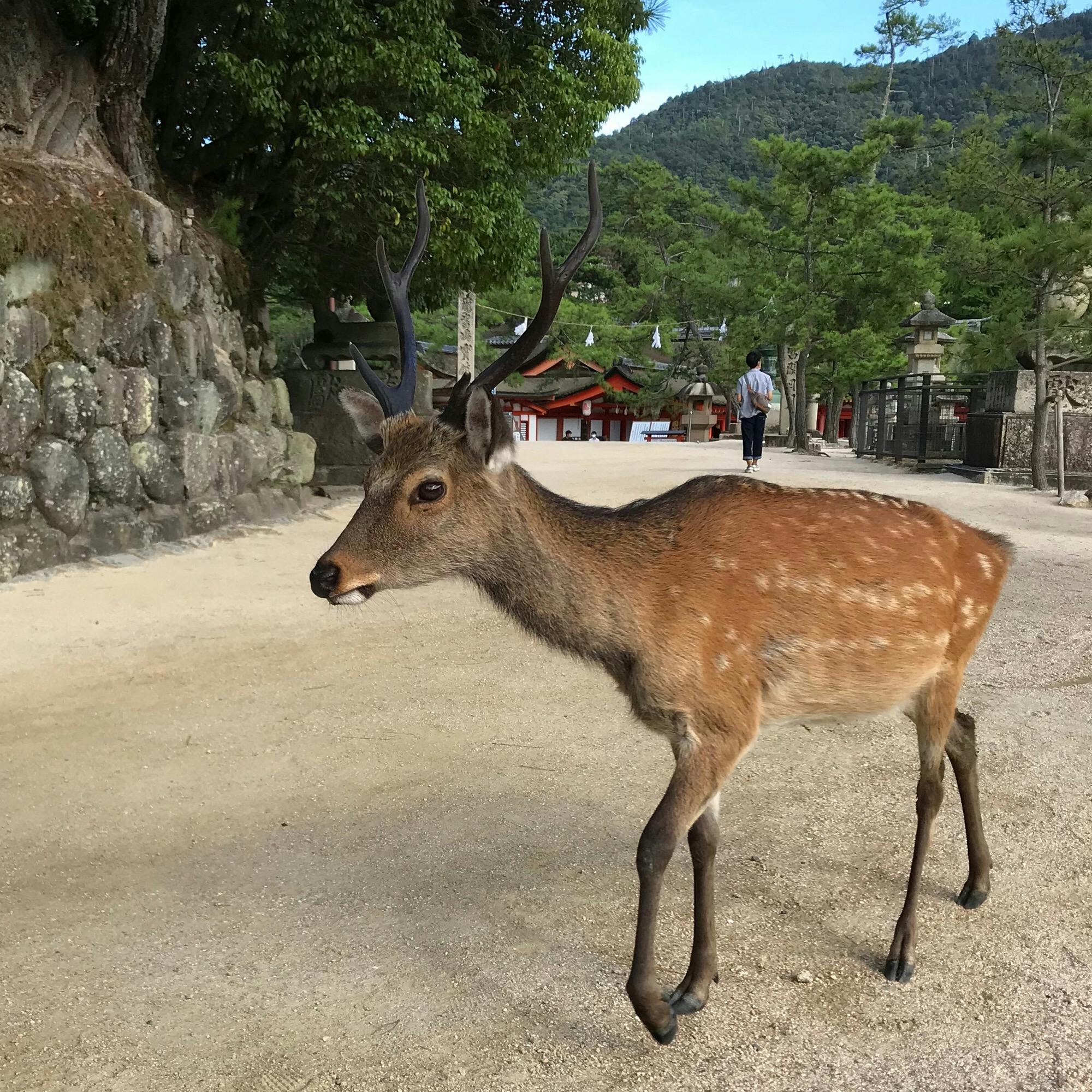 宮島 Miyajima の投稿写真 感想 みどころ 広島県 9 3宮島の鹿 廿日市市 トリップノート 宮島 Miyajima の投稿写真 感想 みどころ 広島県 9 3宮島の鹿 廿日市市 トリップノート