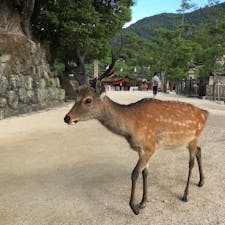 広島県___2020.9.3

宮島の鹿(廿日市市)