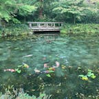 モネの池
綺麗だったな〜！
#s岐阜 #202009