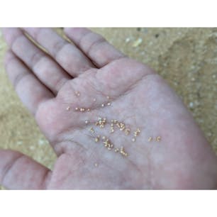 星の砂☆

#沖縄県#西表島#星の砂