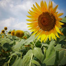 笠岡ベイファーム
ひまわりの季節終わりかけ。