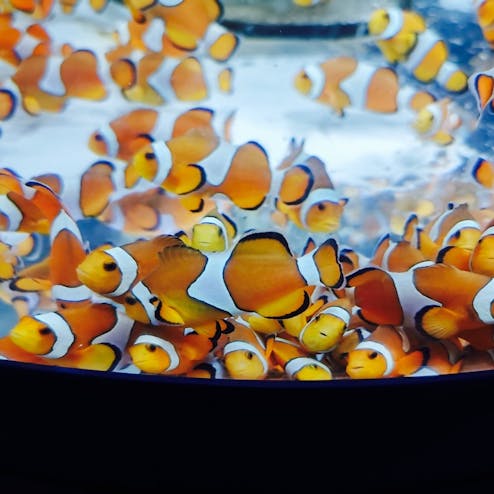 鴨川シーワールド