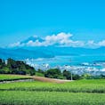 富士山と茶畑！日本らしい絶景🇯🇵✨✨