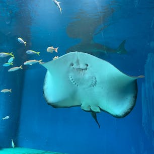 アクアパーク品川
水族館　大好き💓
癒されます