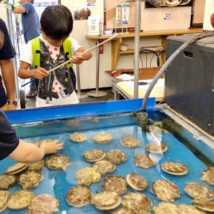 あおもり帆立小屋