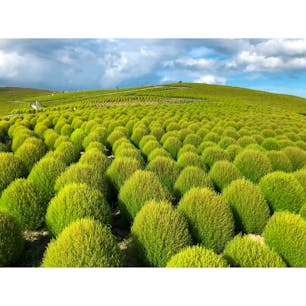 茨城県
〜国営ひたち海浜公園〜
この場所は施設内の《みはらしの丘》に
植えてあるコキアという植物です。
夏は緑色ですが、秋の10月中旬には
真っ赤に染まりとても見応えの
あるものになります。
春はネモフィラ畑になるので
また違った絶景を楽しめますよ。