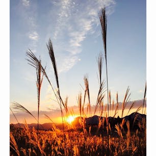 これは10月中旬です。
曽爾高原散策