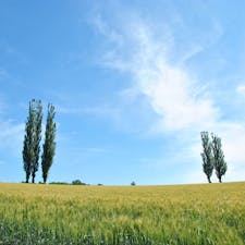 北海道の風景
どこまでも広がる美しい大地