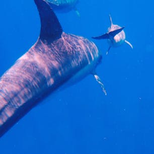 御蔵島ドルフィンシュノーケリング