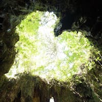 屋久島のウィルソン株
ハート型♡︎