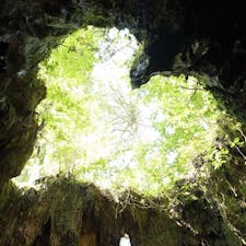 屋久島のウィルソン株
ハート型♡︎