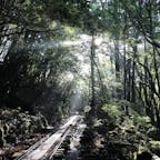 屋久杉までの道は片道約5時間。。。
自然豊かで癒されました❁︎
