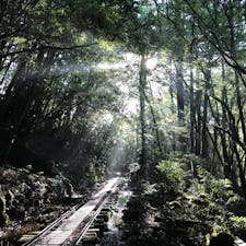屋久杉までの道は片道約5時間。。。
自然豊かで癒されました❁︎