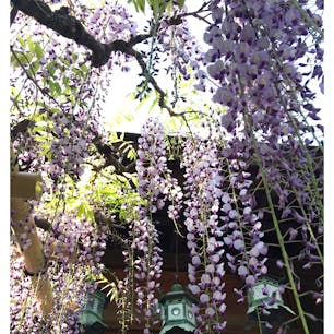 砂ずりの藤と呼ばれる藤棚はゴールデンウィークが見頃です