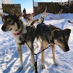 Québec
犬ぞり
極寒
iPhone電源落ちまくる