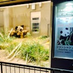 上野動物園　シャンシャン