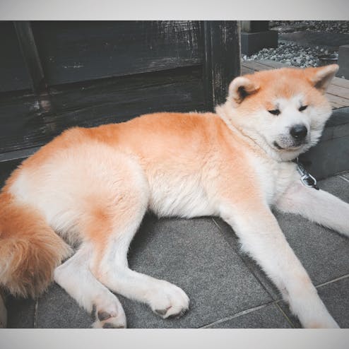 角館町武家屋敷通り
