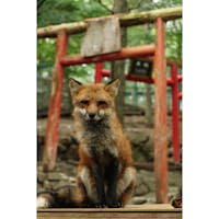 宮城県
〜宮城蔵王キツネ村〜
この施設は100匹以上のキツネを
飼育している施設でエリア内を
放し飼いしているので間近でキツネを見られます。
触れることは出来ませんが見ているだけでも
とても可愛く、幸せな気持ちになります。