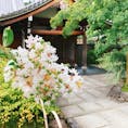 京都嵐山の天龍寺の曹源池庭園付近で美しい百日紅の花が咲いていました✨
人も少なくてゆっくり出来ました❗️