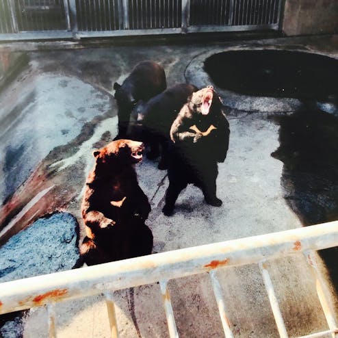 阿蘇カドリー・ドミニオン