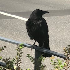 市場近くにいたカラスちゃん