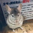 大阪　難波　ロックスターカフェ
小動物専門の動物カフェ。購入も可で珍しい動物も多い。