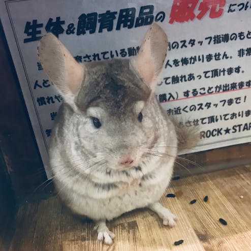 小動物カフェ ロックスター