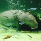 鳥羽水族館　ジュゴン