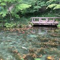 モネの池　岐阜県

写真で撮る方が綺麗

ってほんまでした🕊日が照ってる時やともっと綺麗にうつるみたい、残念。