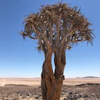 ナミビア
南回帰線に立つ木
