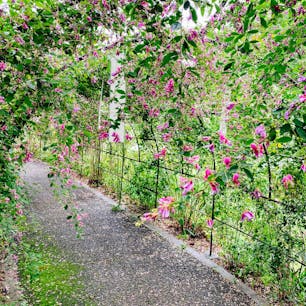仙台市野草園の萩まつりへ。園内のあちこちで萩がきれいに咲いてて、萩の花をまとわせたトンネルも。

ちなみに仙台市の市花も宮城の県花も萩の花だそうで、イベントの協賛は「萩の月」でおなじみの菓匠三全でした。