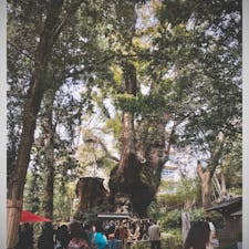 来宮神社　大楠